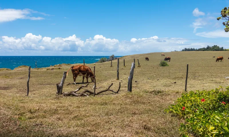 Upcountry Maui ranch with cattle grazing on rolling hills overlooking the ocean