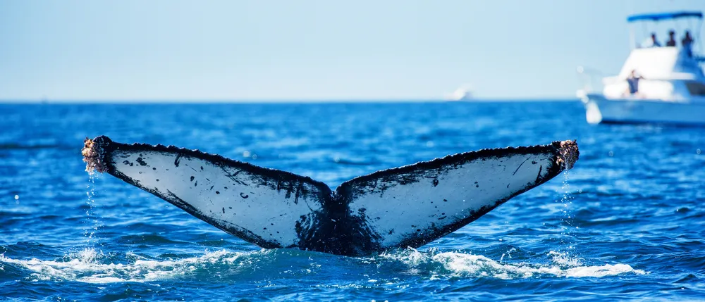 Humpback whale breaching next to a whale watch boat in Kauai