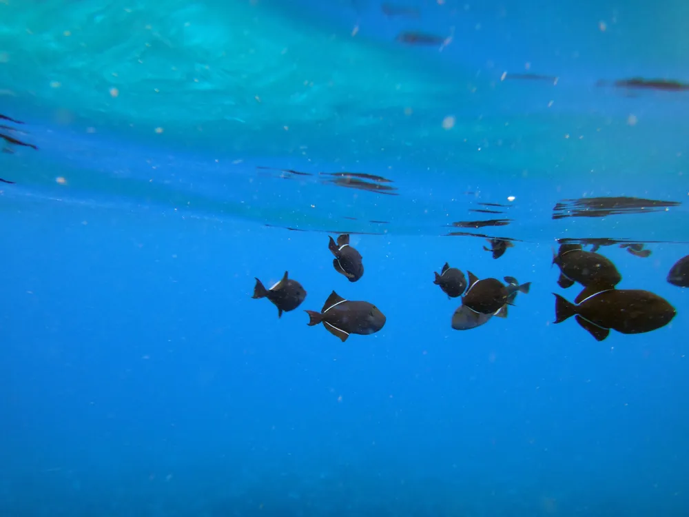 School of tropical fish swimming in crystal clear Maui waters