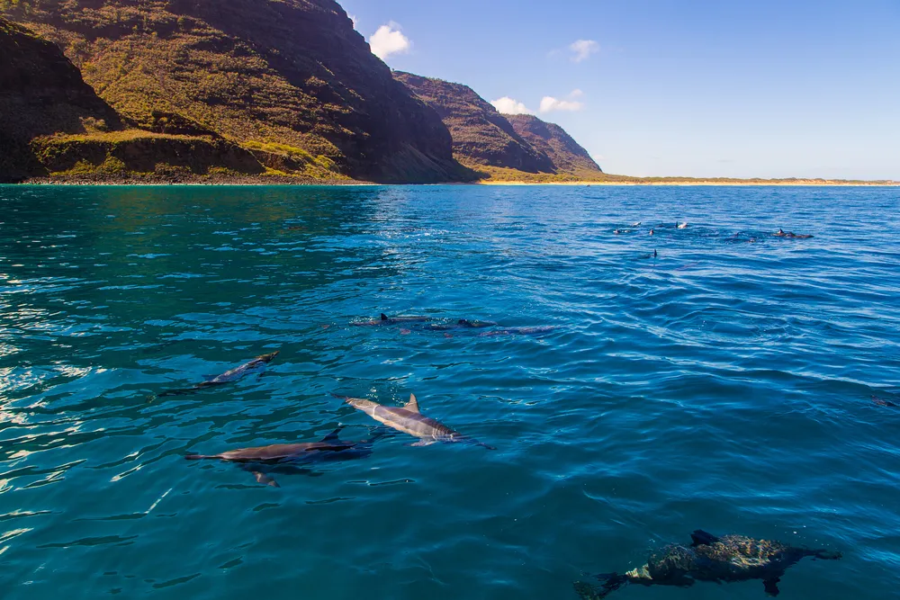 Couple walking on pristine Hulopoe Bay beach with palm trees