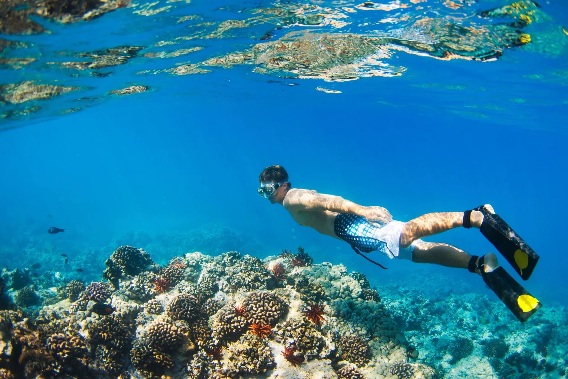 Snorkeler encountering Hawaiian green sea turtle at Kahaluʻu Beach Park