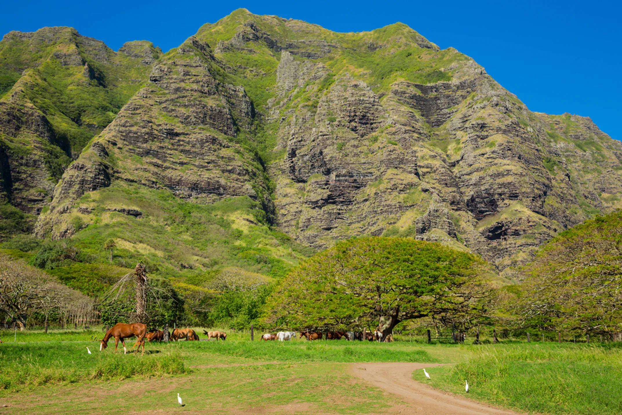 Hawaiian paniolo cowboy heritage