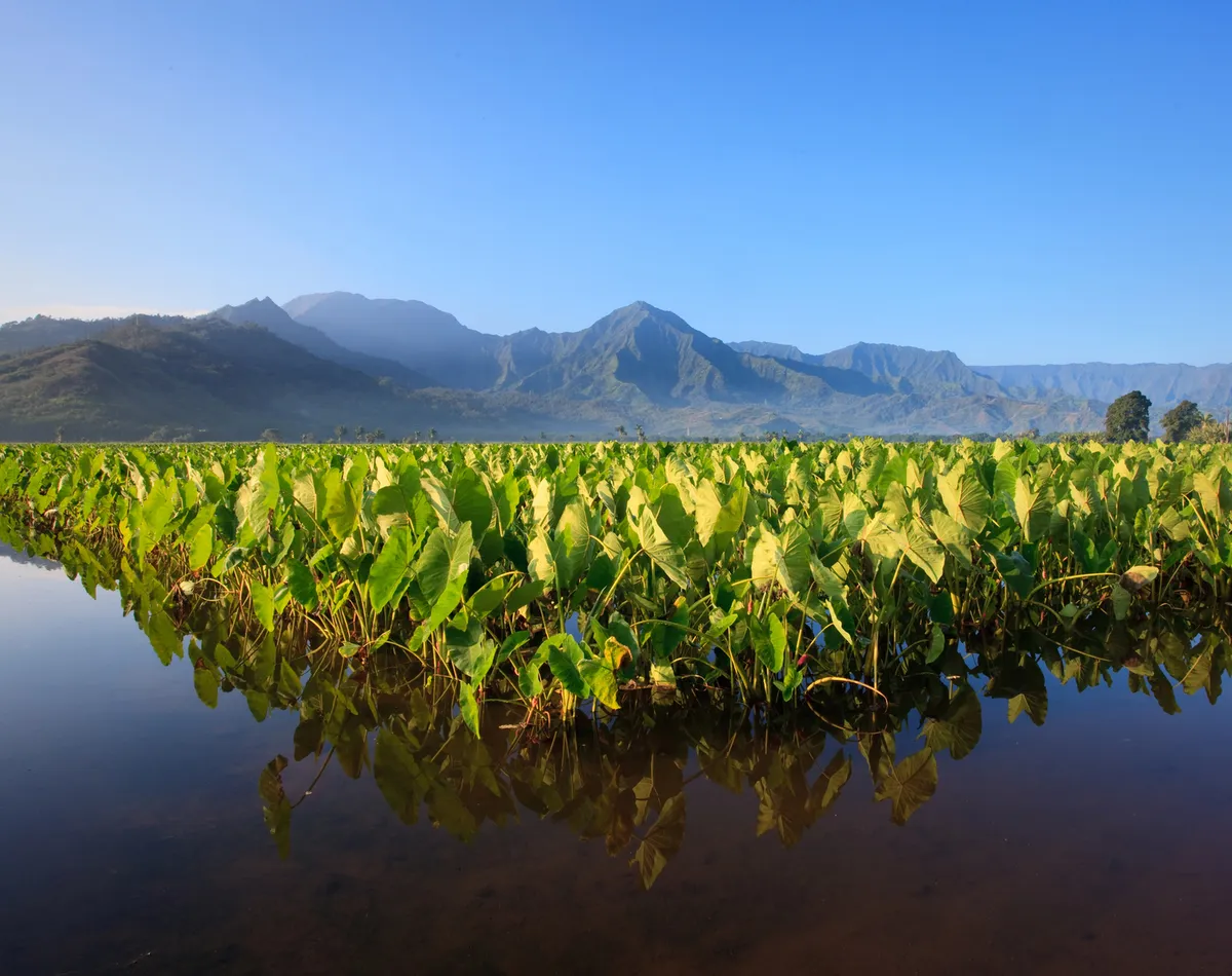 Lush tropical Road to Hana landscape with traditional Hawaiian taro fields in foreground - showcasing the living culture and natural beauty that makes this journey sacred