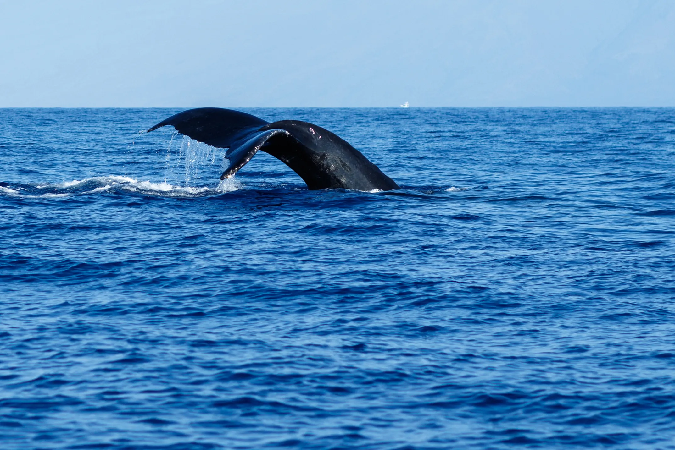 Maui whale watching with humpback whales breaching in clear Hawaiian waters