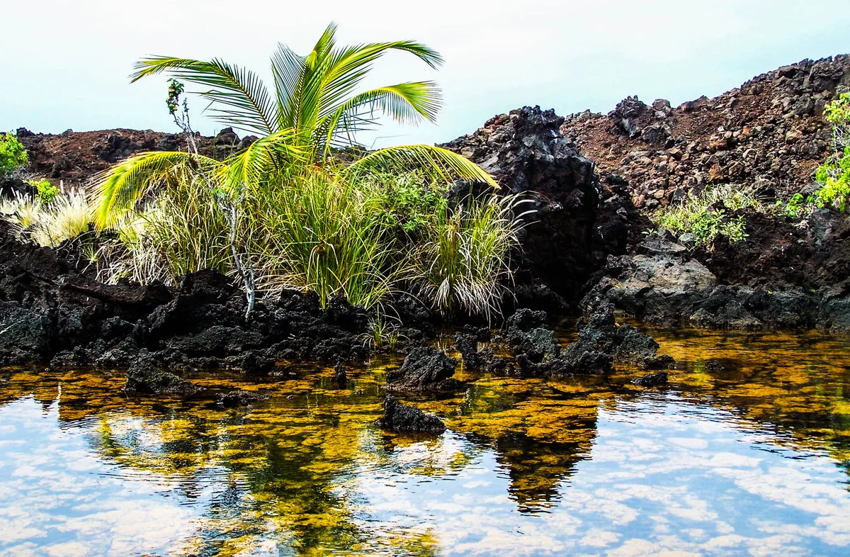 Dramatic Kohala coastline showing luxury resorts nestled between pristine beaches and rolling green hills