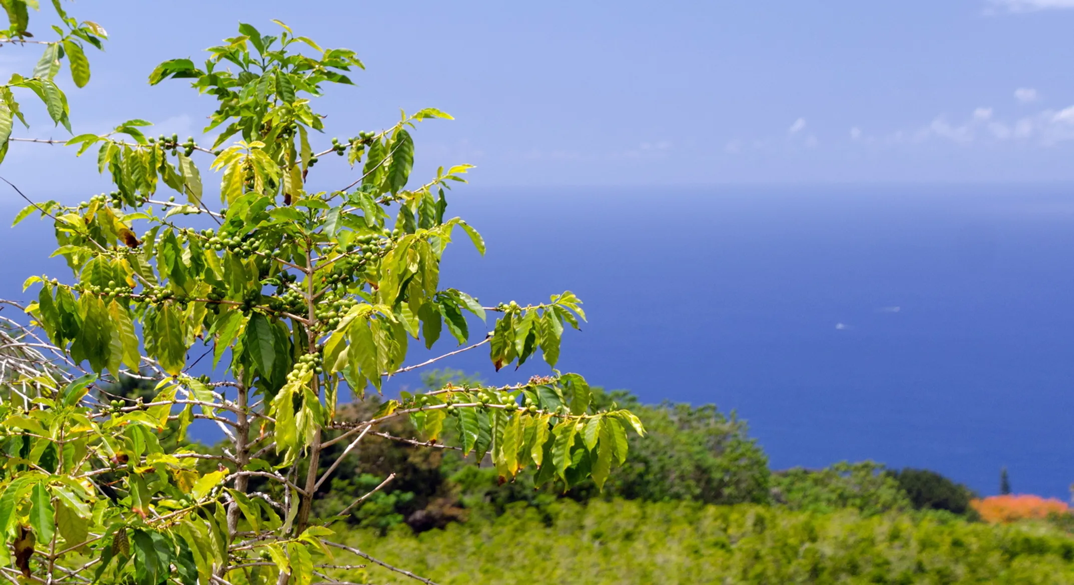 Kona coffee farm with red coffee cherries and misty mountains