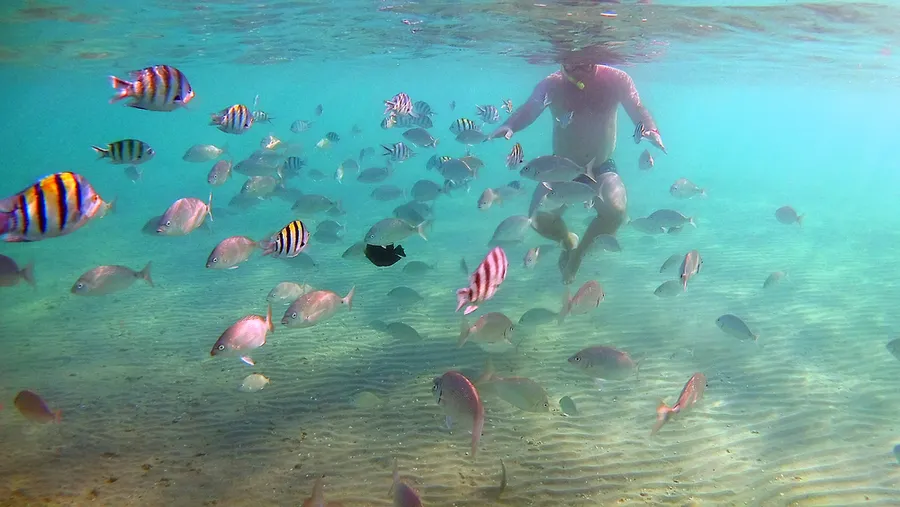 Snorkeler surrounded by tropical reef fish in Big Island waters