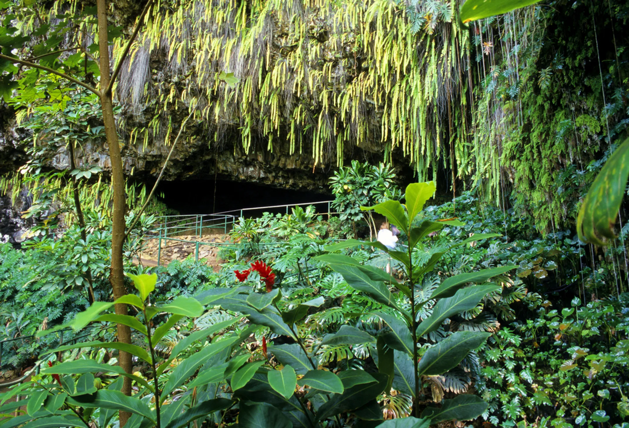 The Fern Grotto cave with hanging ferns