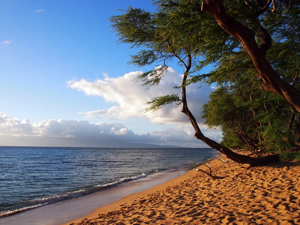 Lānaʻi City's Dole Park with tall Cook pine trees