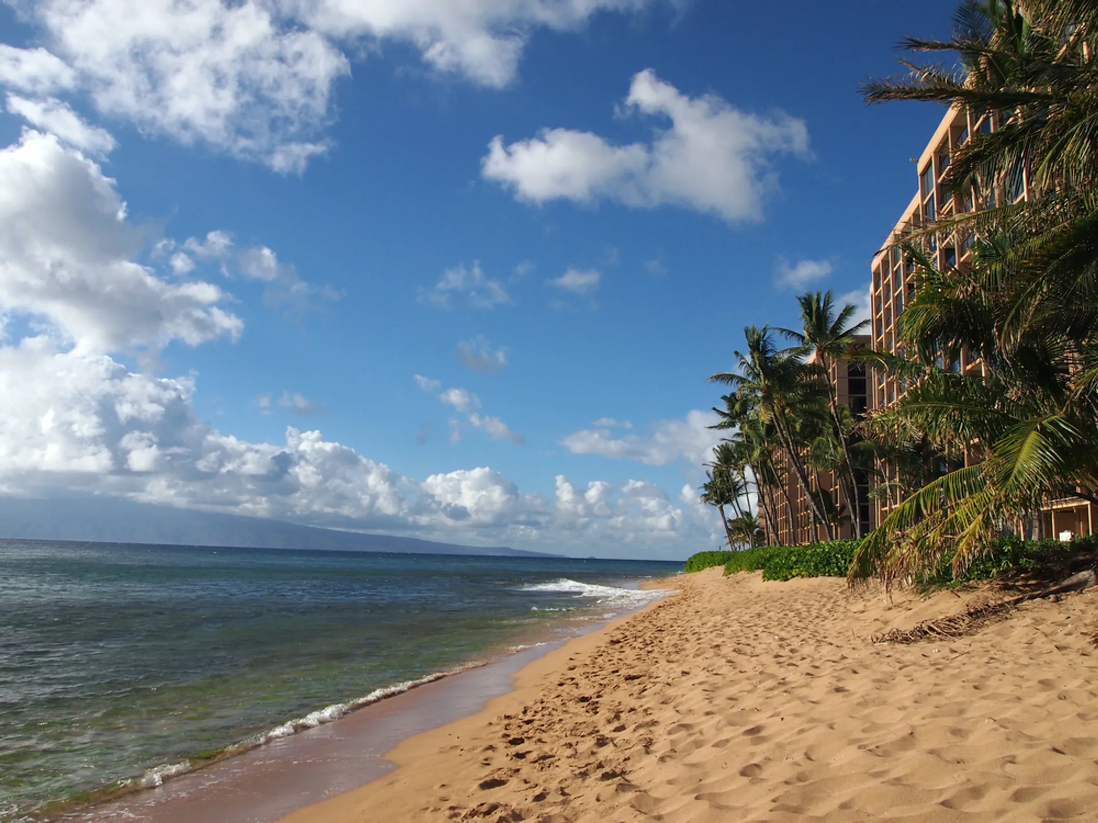 Beautiful West Maui beach with palm trees and turquoise waters
