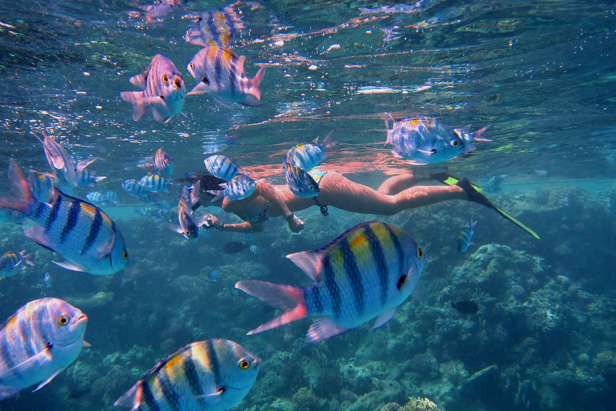Snorkelers swimming alongside colorful tropical fish in crystal clear Hawaiian waters