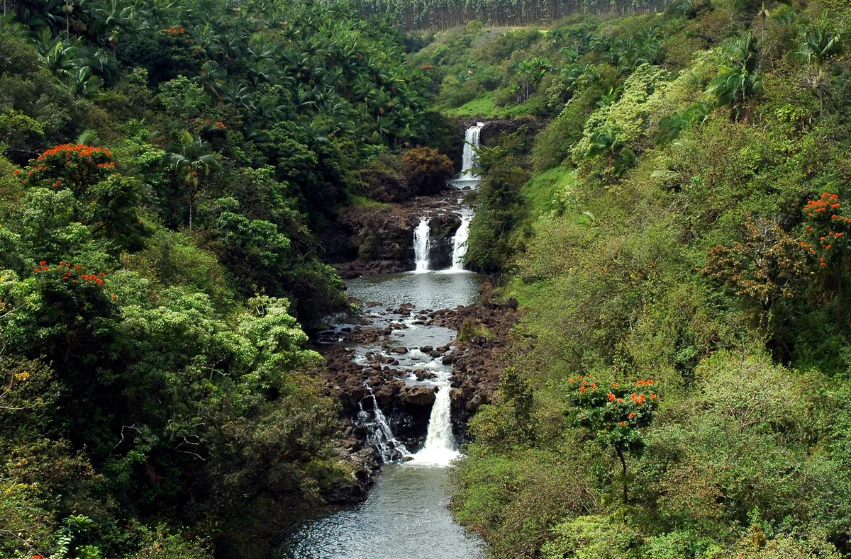 Panoramic view of lush tropical gardens with volcanic mountains in the background, showcasing the diversity of Big Island's botanical landscapes