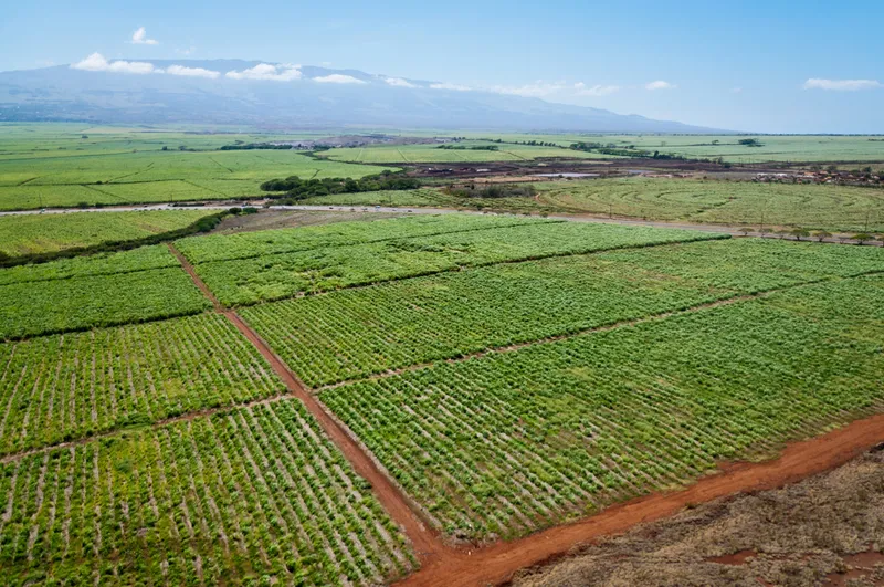 Aerial view of historic Paia agricultural fields with mountains in background, showing the town's sugar plantation heritage