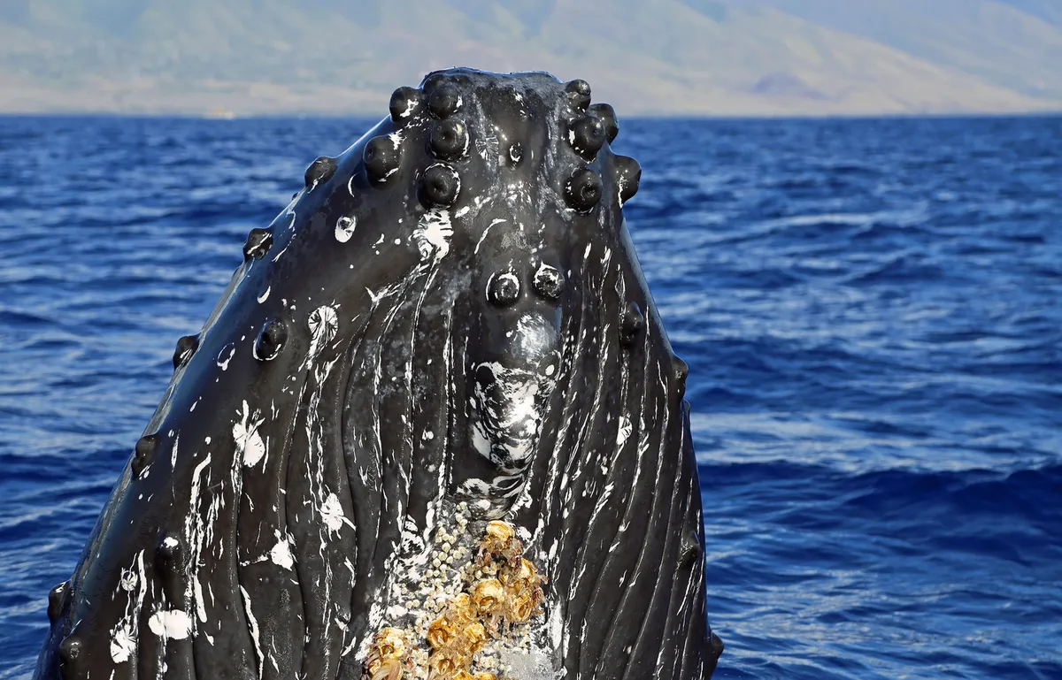 Humpback whale mother and calf swimming in the clear blue waters between Maui and Lanai, with the West Maui Mountains in the background