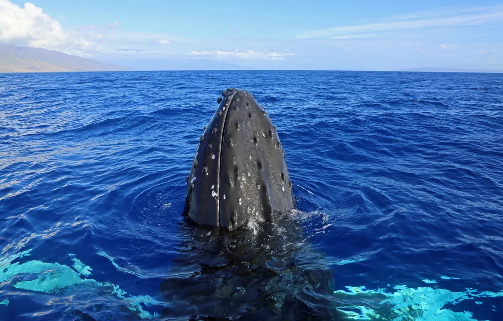 Humpback whale spy hopping in crystal clear Maui waters
