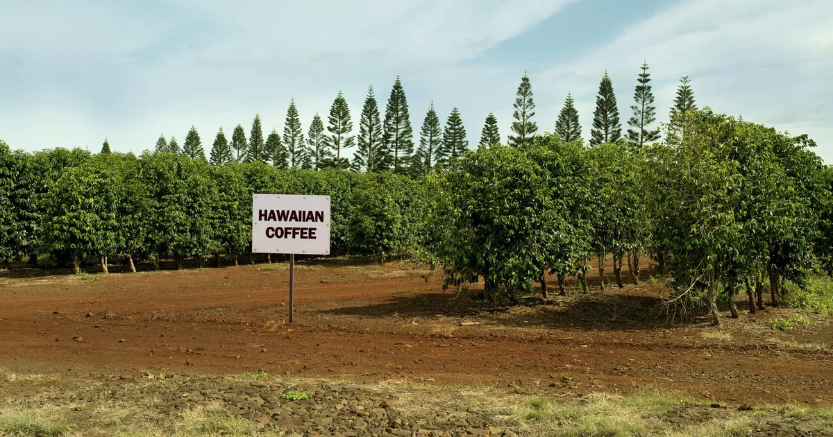 Hawaiian coffee farm in Holualoa with lush coffee plants and scenic mountain views