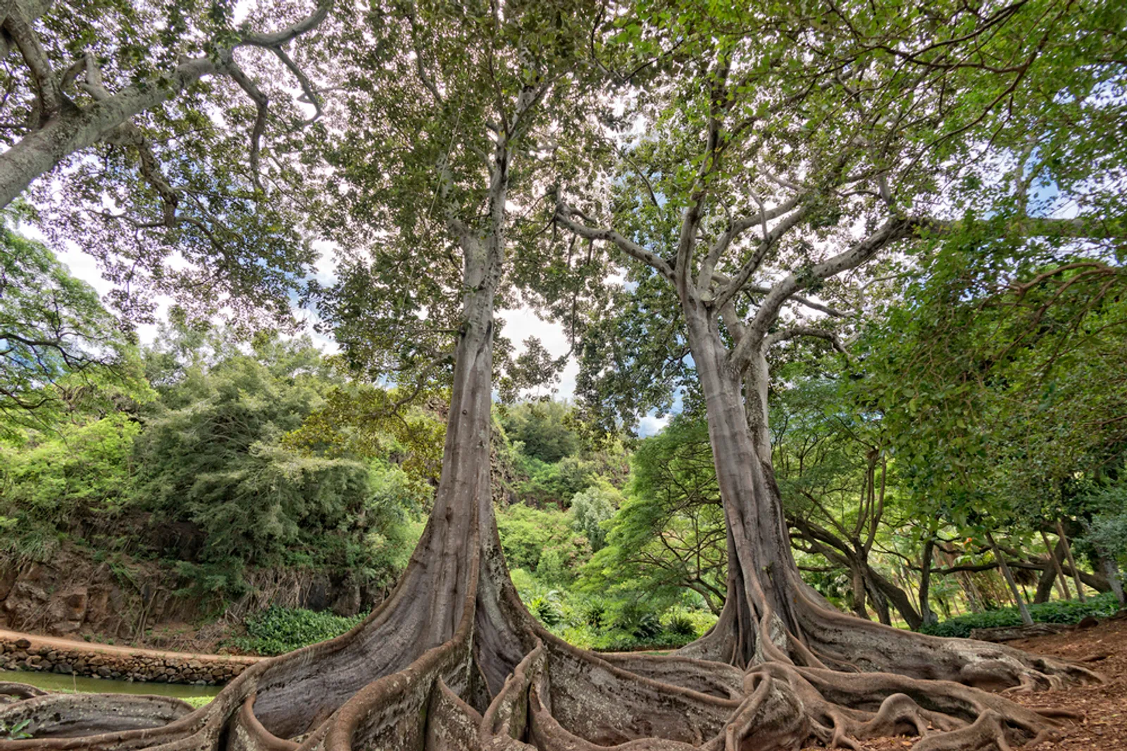 Lush tropical gardens with serene water features and ancient trees at Allerton McBryde Gardens