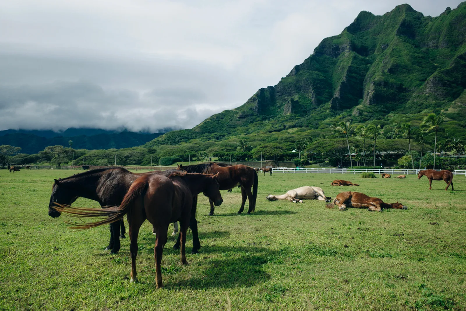 Horses grazing in lush green pasture with dramatic Kauai mountains in background