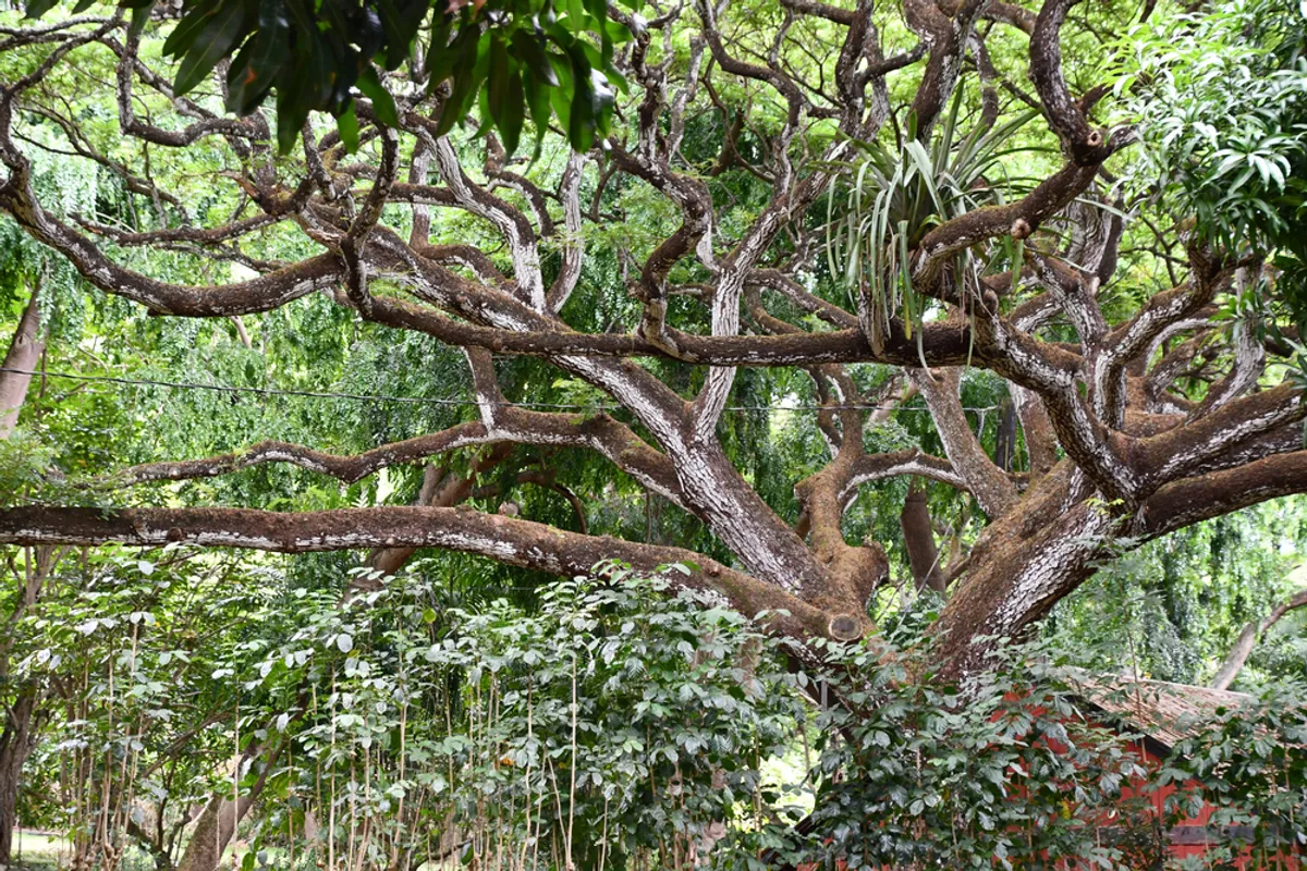 Kauai botanical gardens landscape
