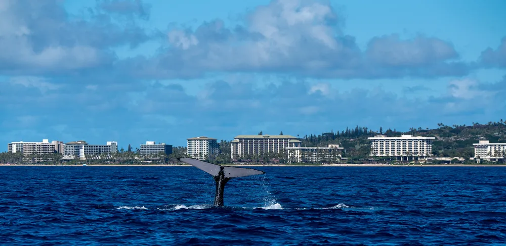 Humpback whale emerging from ocean with Maui coastline in background