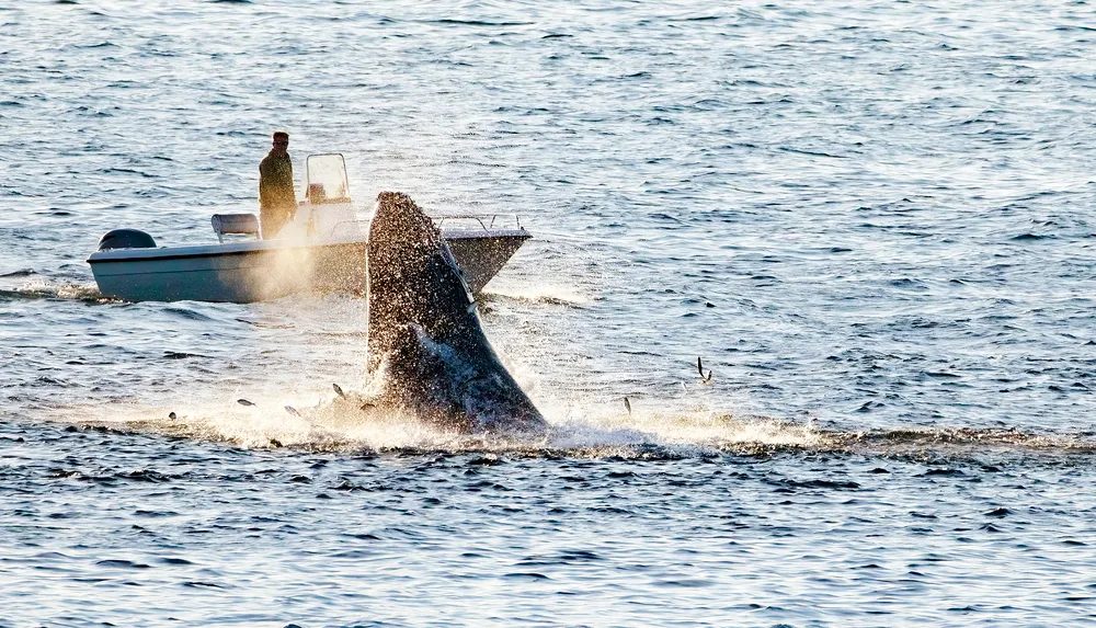 Humpback whale tail fluke rising from the ocean with a whale watch boat in the background off Kauai