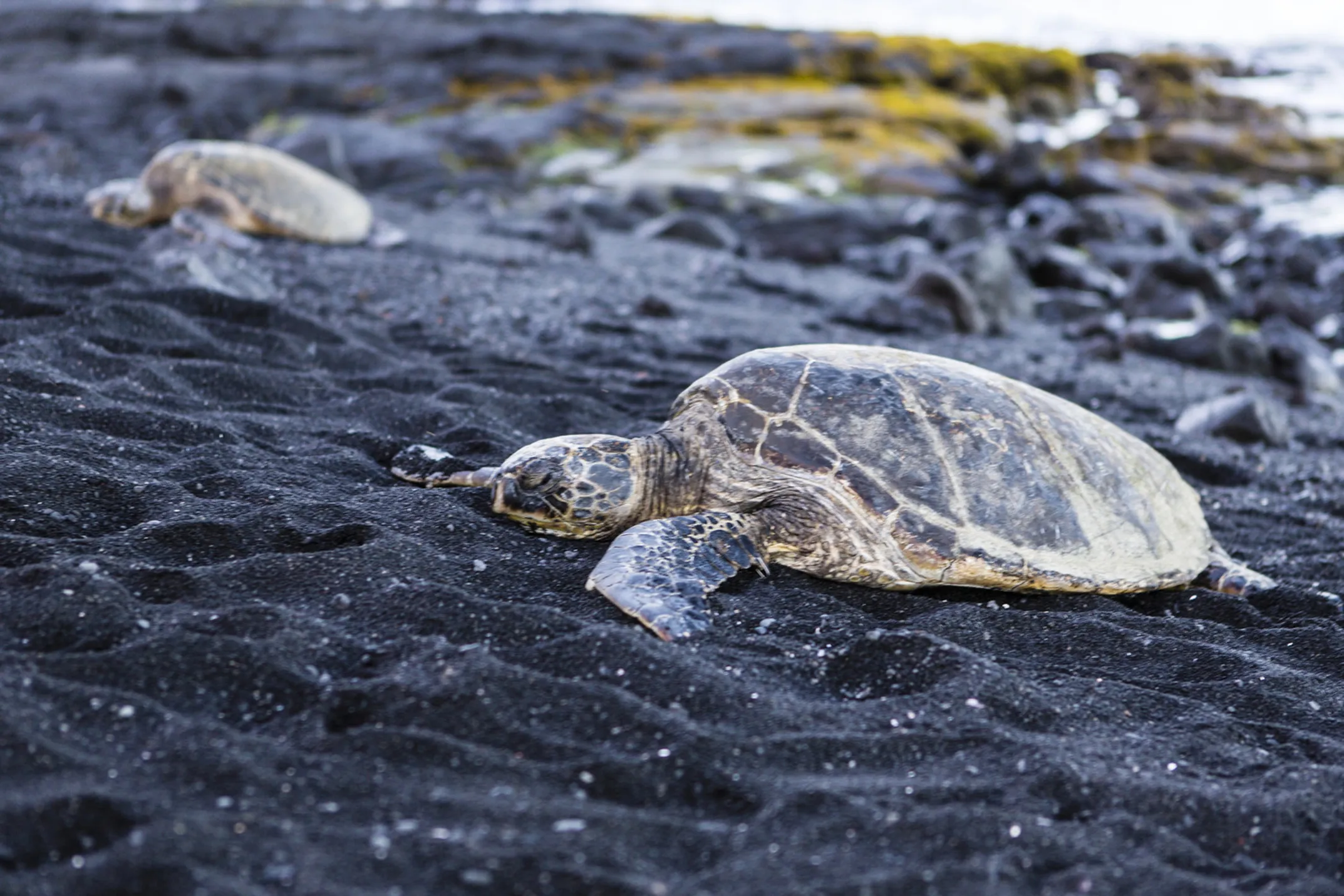 Black sand beach with sea turtles on volcanic shores