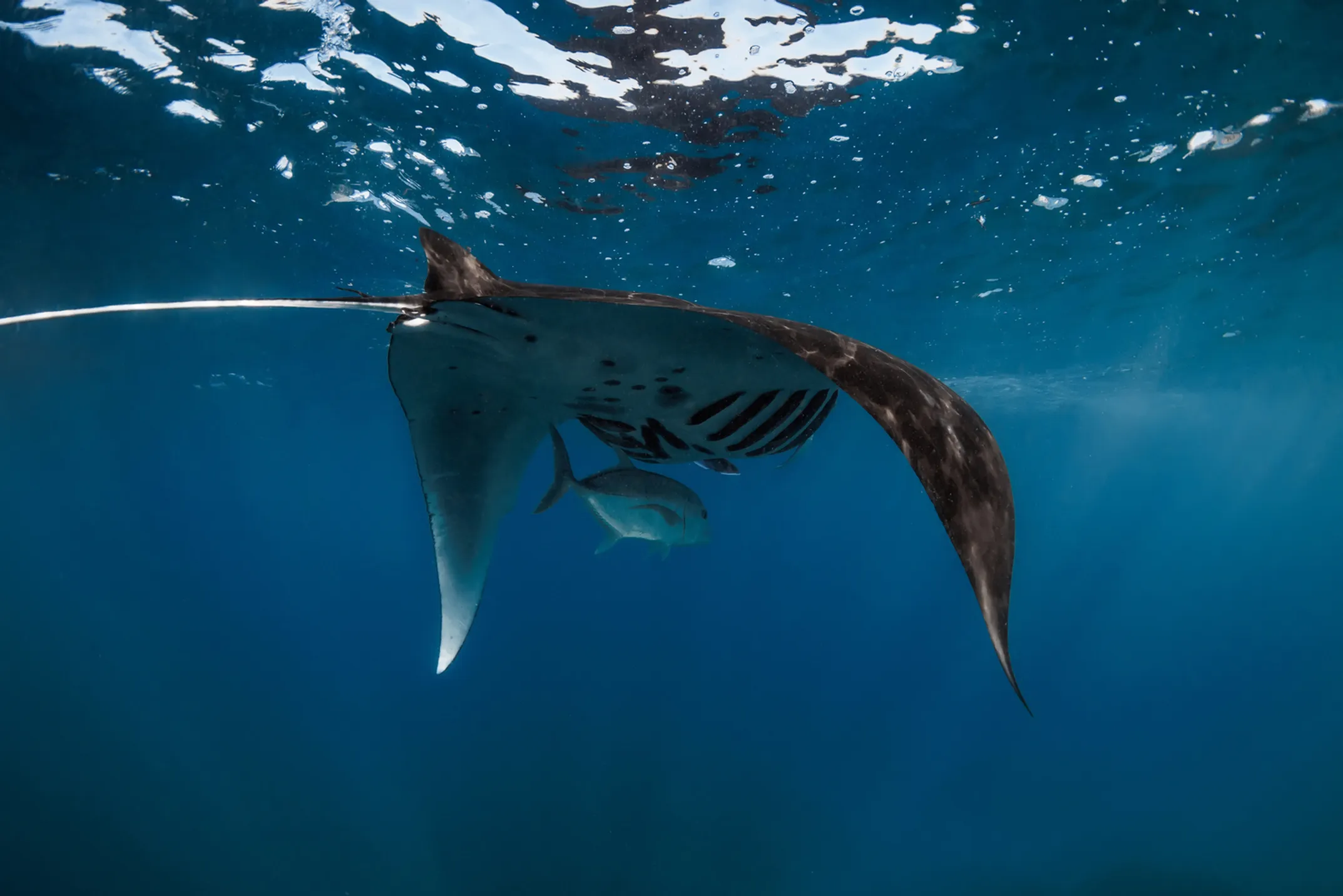 Manta rays dancing underwater in Keauhou Bay at night