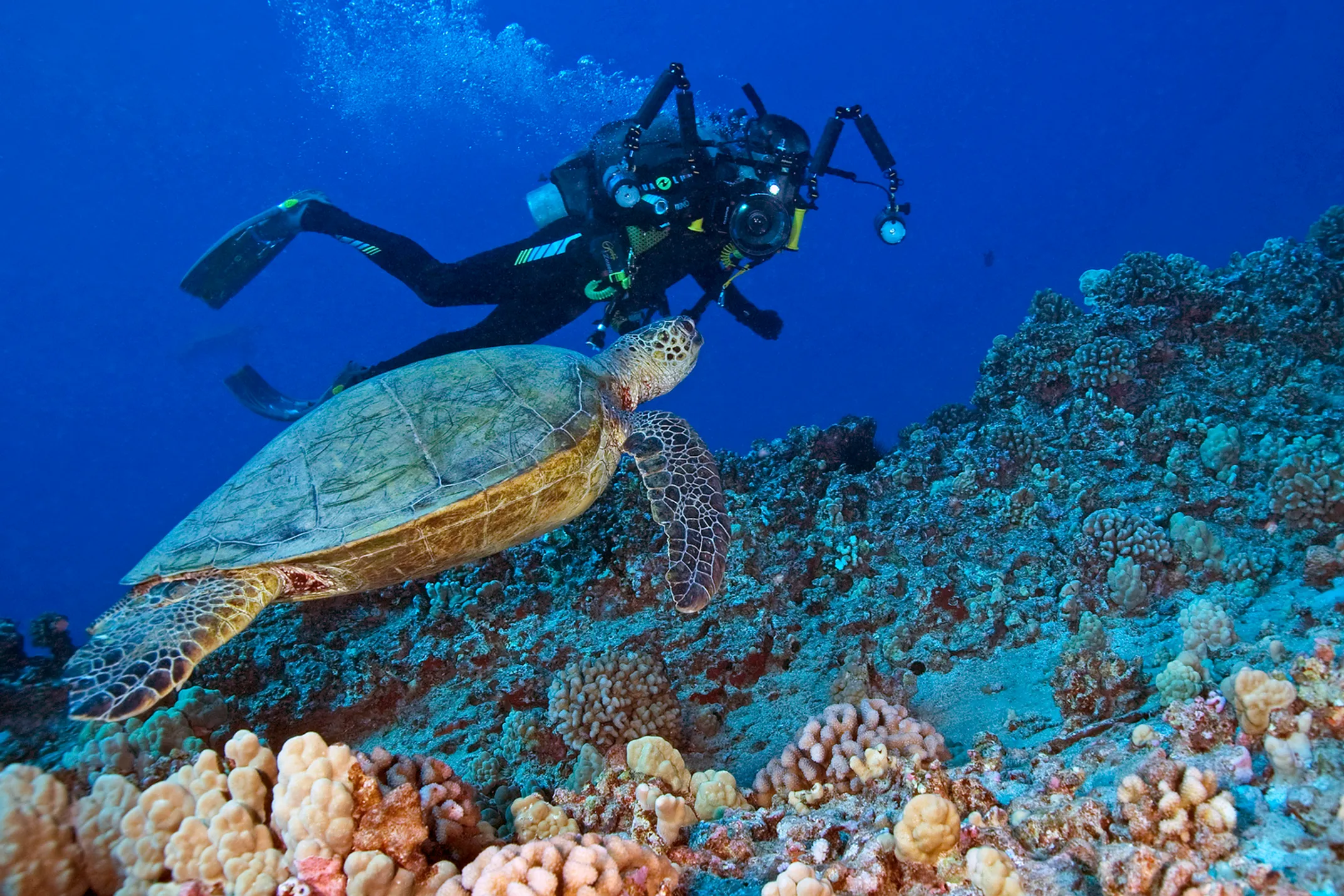 Scuba diver swimming with manta ray during night dive with underwater lights
