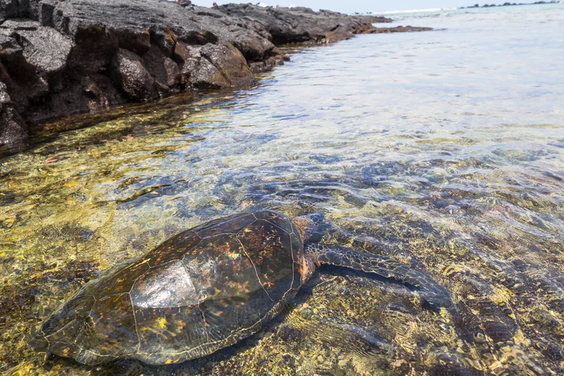 Aerial view of Richardson Ocean Park showing the black sand beach, protected cove, and the historic Richardson Ocean Center building surrounded by lush tropical vegetation