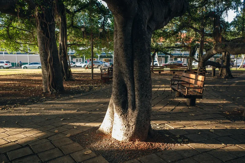 Lahaina Banyan Tree's sprawling canopy and multiple trunks