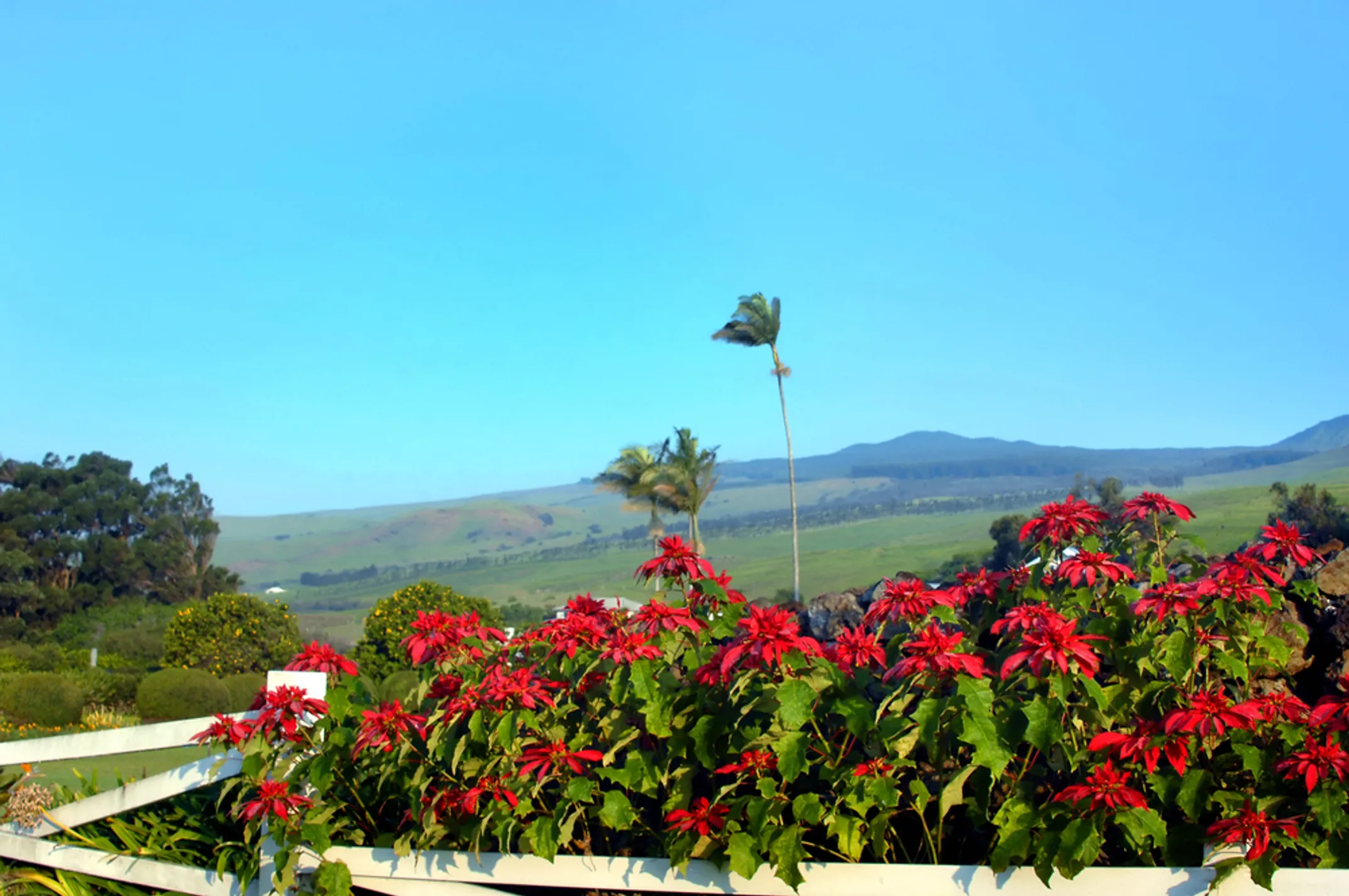 Pololū Valley overlook with dramatic North Kohala cliffs and outdoor adventure activities