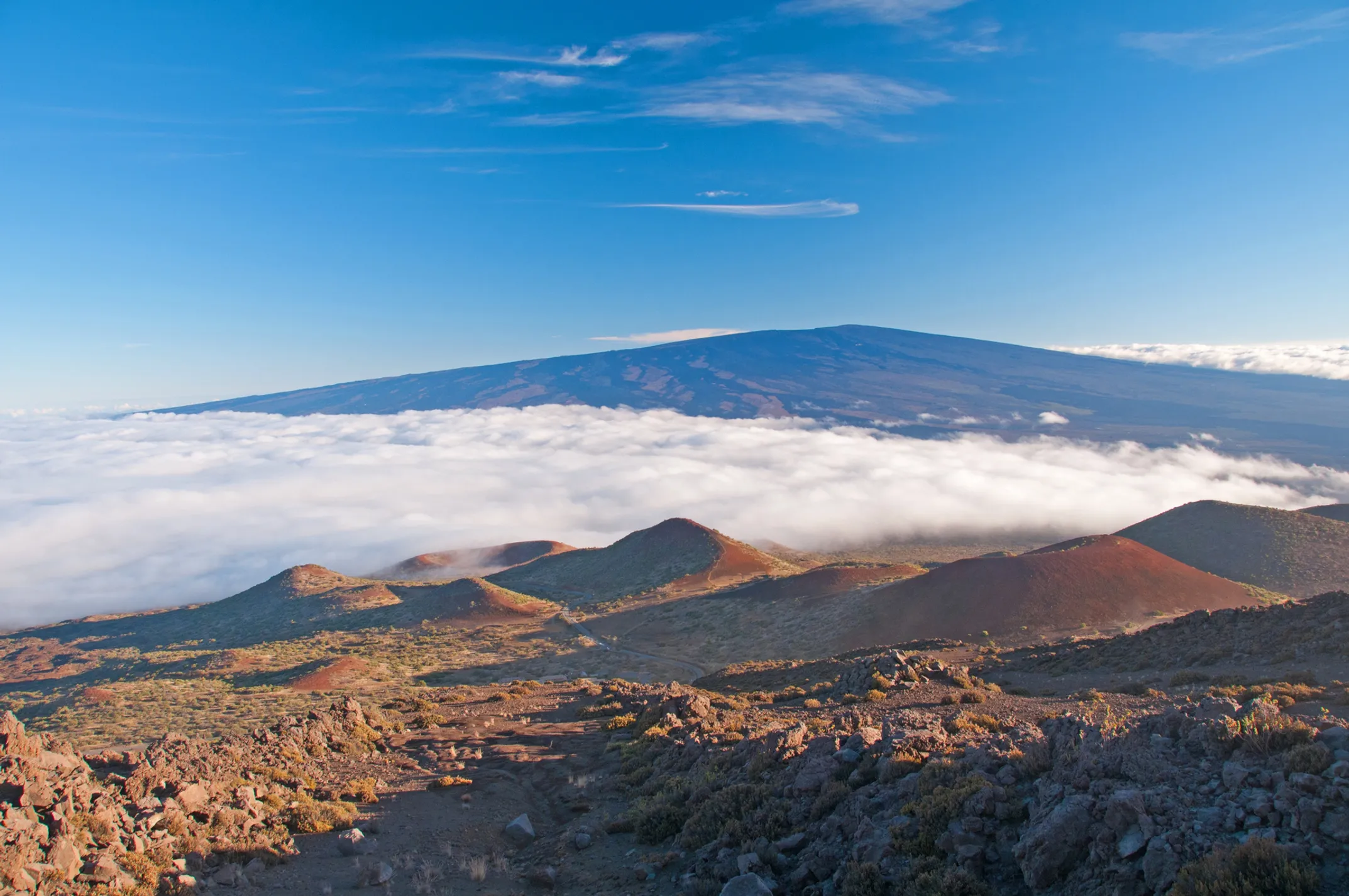 Mauna Loa conservation landscape showing native plants and volcanic terrain with restoration efforts