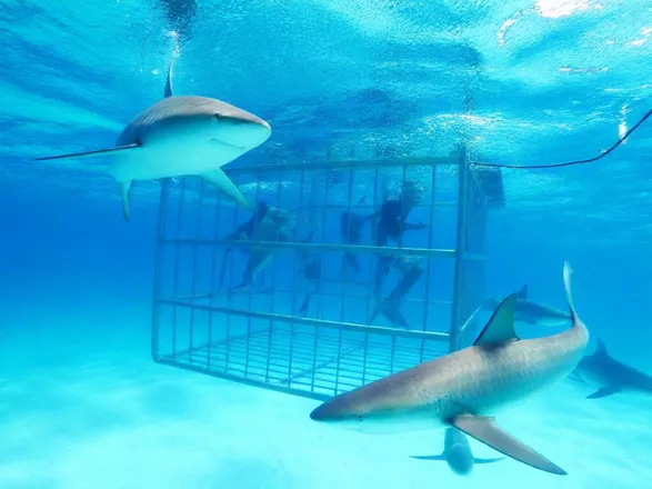 North Shore Shark Cage Dive