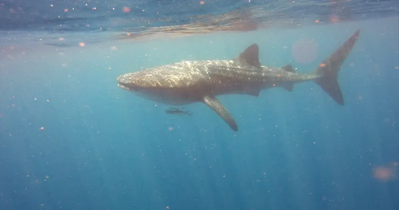 Whale shark captured in pristine blue Hawaiian waters demonstrating ideal marine photography composition
