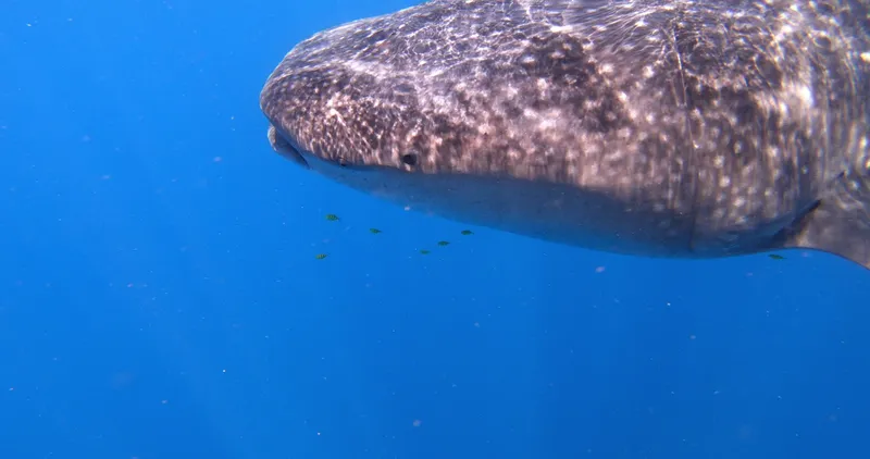 Whale shark swimming gracefully in clear blue Hawaiian waters showcasing marine biodiversity