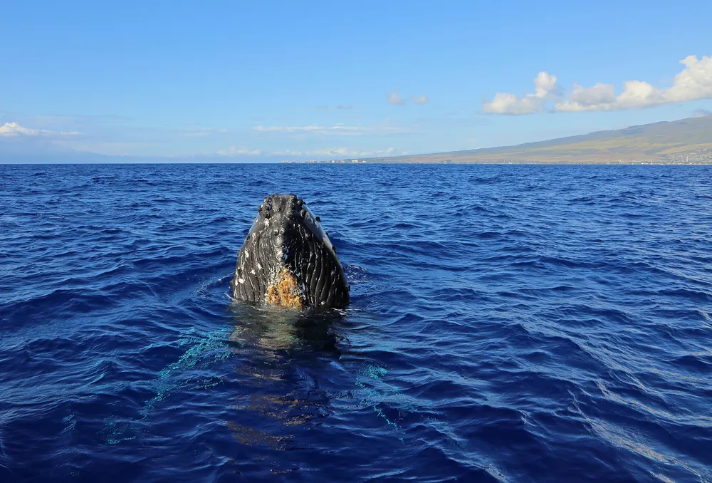 Humpback whale breaching with snow-capped Mauna Kea volcano in background