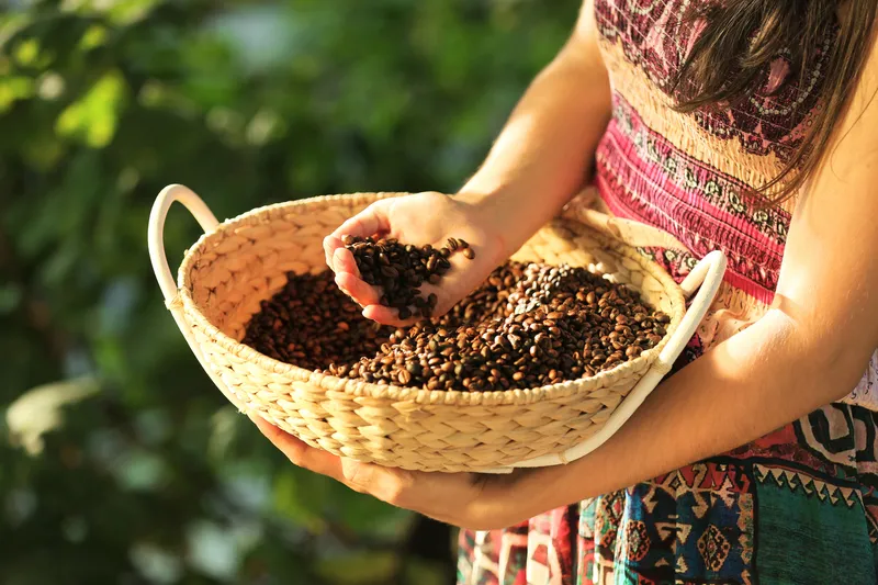 Hawaiian coffee farm tour - workers picking red coffee cherries with mountains in background, showing farm-to-cup process