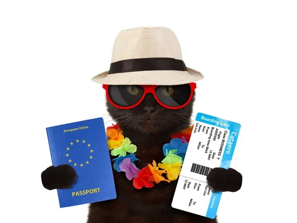 Cat wearing sunglasses and vacation hat with passport and boarding pass - representing travel preparation