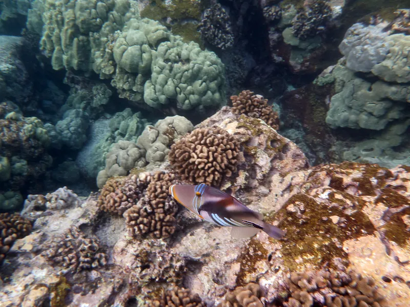 Hawaiian coral reef with diverse marine life