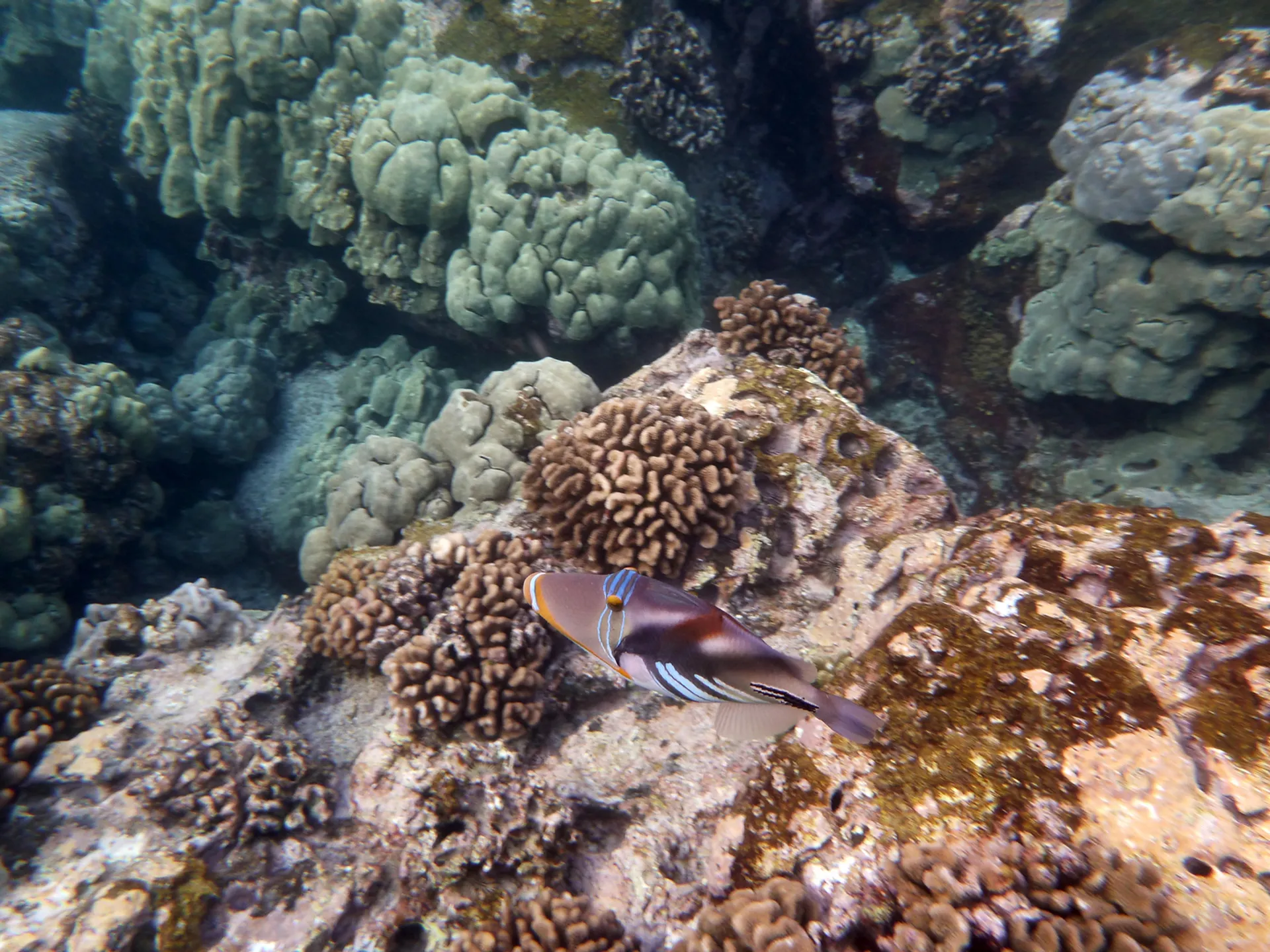 Hawaii coral reef ecosystem showcasing the beauty of ecotourism