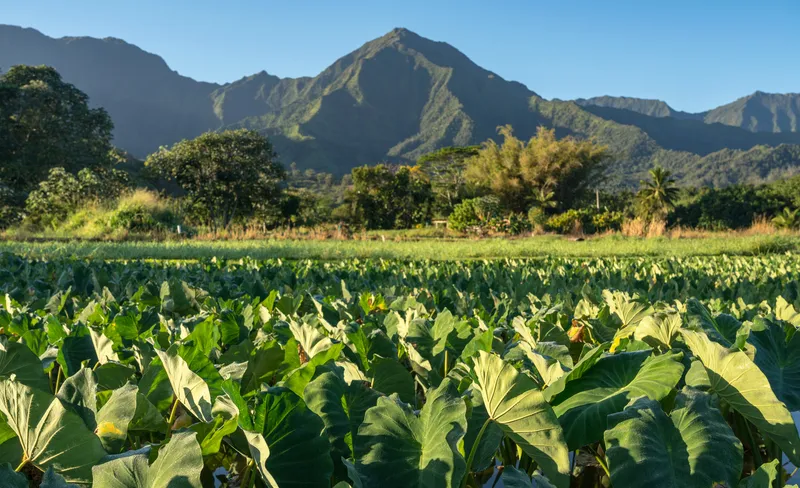 Traditional Hawaiian taro fields with volunteers working alongside locals
