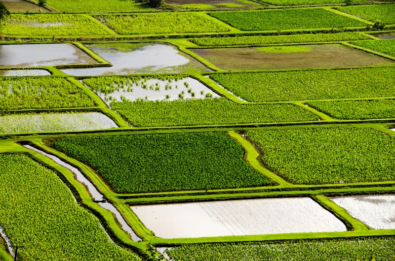 Ancient Hawaiian taro terraces with traditional irrigation systems