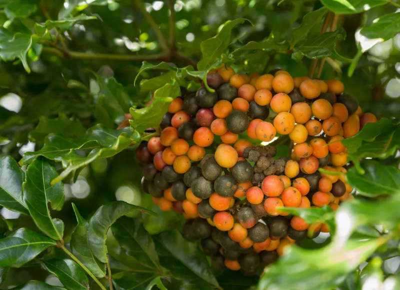 Kona coffee farm with volcanic mountains in background, workers hand-picking coffee cherries