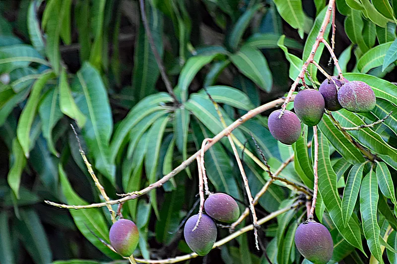 Close-up of hands holding a fresh tropical mango with Hawaiian landscape in background