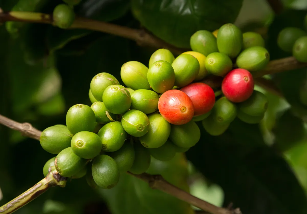 Hawaiian cultural experiences including traditional luau and coffee farm tours