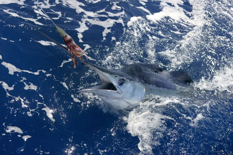 Massive Pacific Blue Marlin jumping out of water near Hawaiian coastline