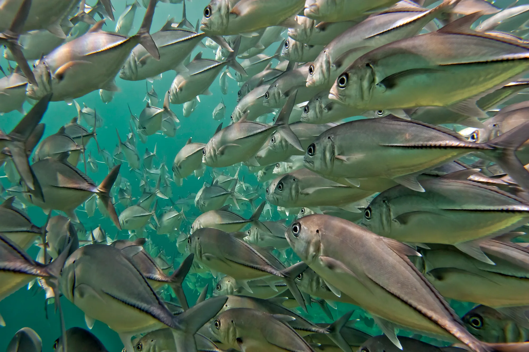 Deep sea fishing charter boat on the open Pacific waters off Hawaii with fishing rods set