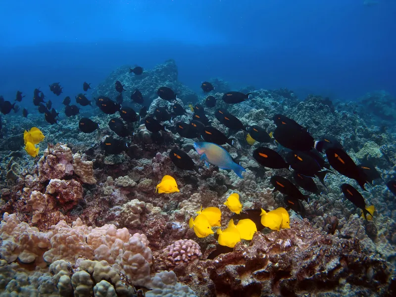 Underwater shot of colorful Hawaiian reef fish swimming around vibrant coral formations