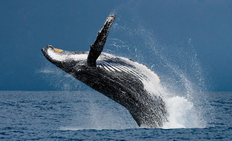 Humpback whale breaching with Hawaiian island mountains in background during sunrise/sunset