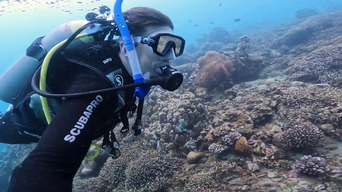 Scuba diver examining coral reef with tropical fish in crystal clear blue water